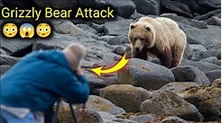 Man Attacked by Grizzly Bear in Yellowstone National Park 2021