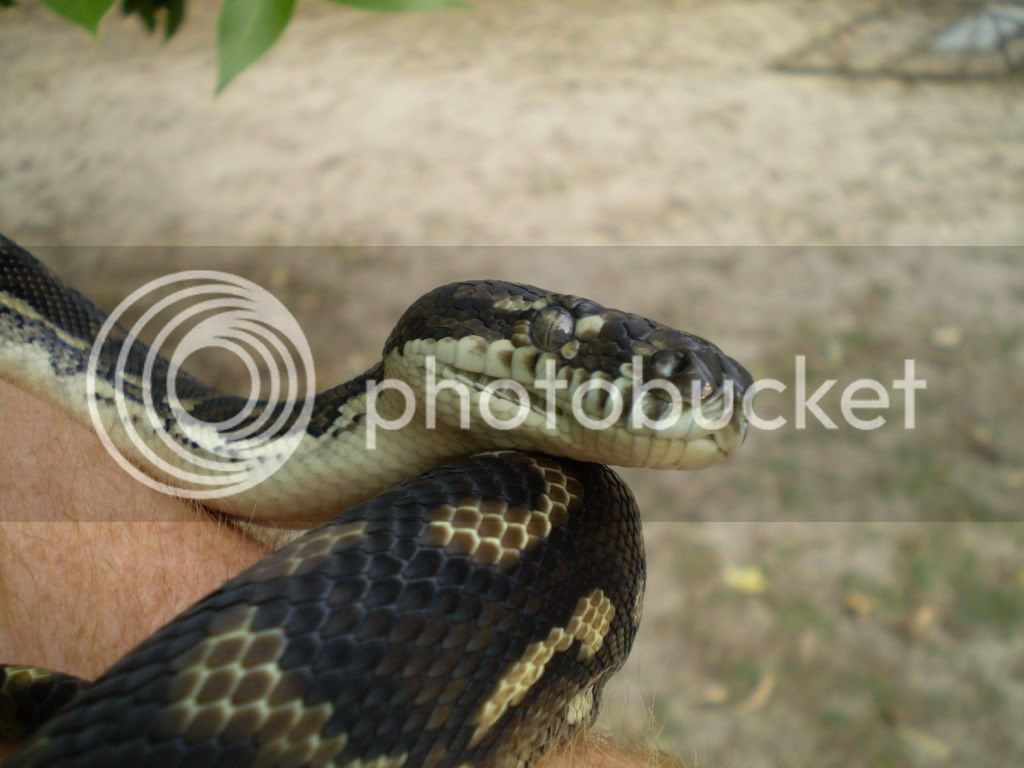 snakes025.jpg