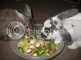 RabbitsPiggingOut010.jpg