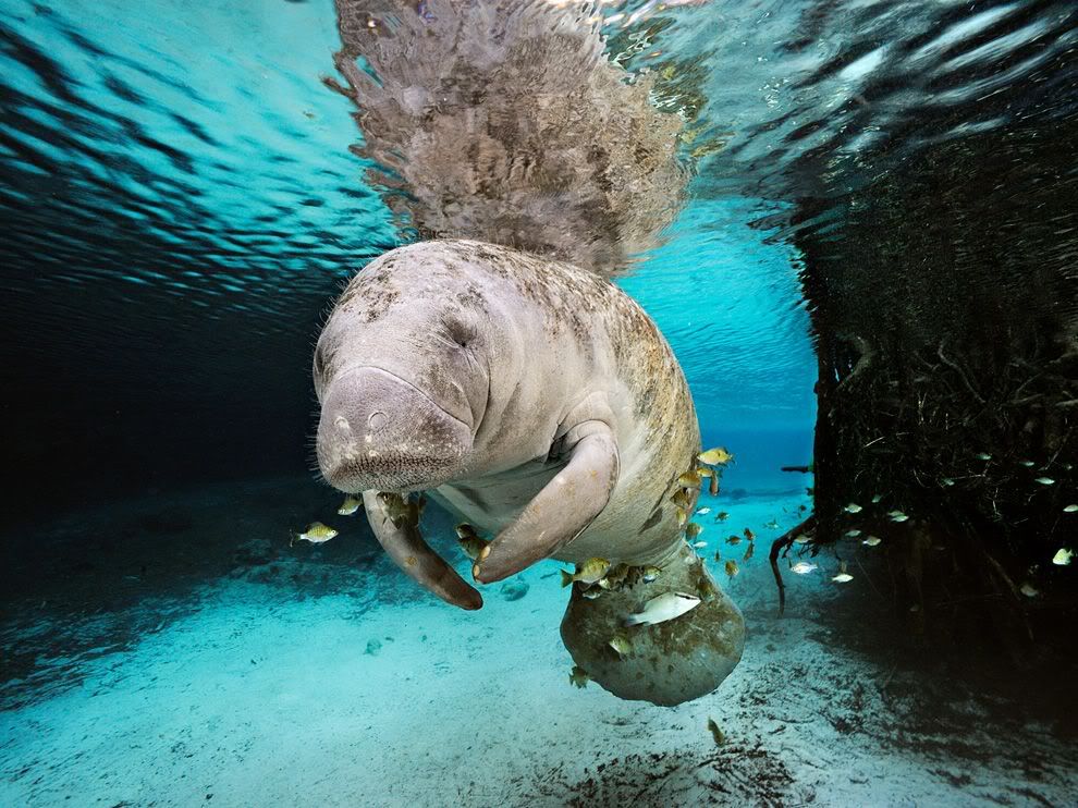 manatee-freshwater-florida-skerry_41136_990x742.jpg