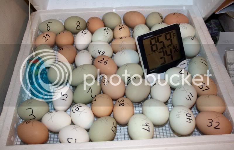 Eggs-1.jpg