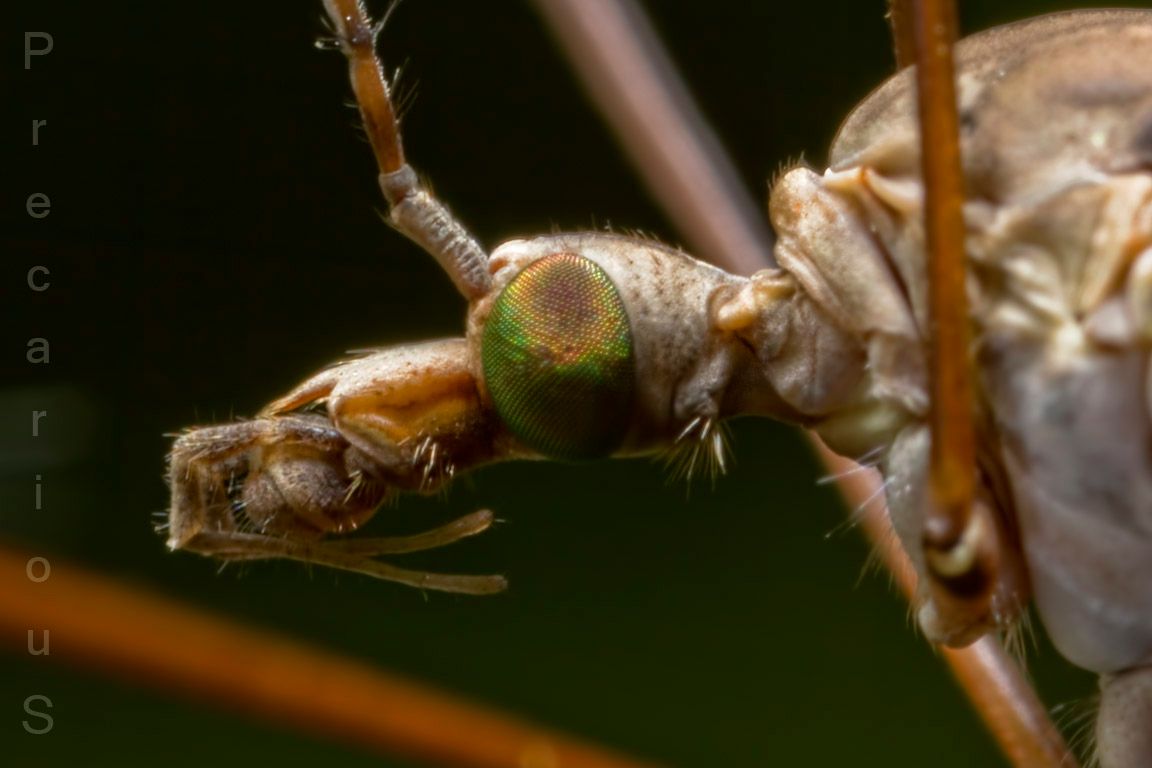 Cranefly_1824-sm.jpg