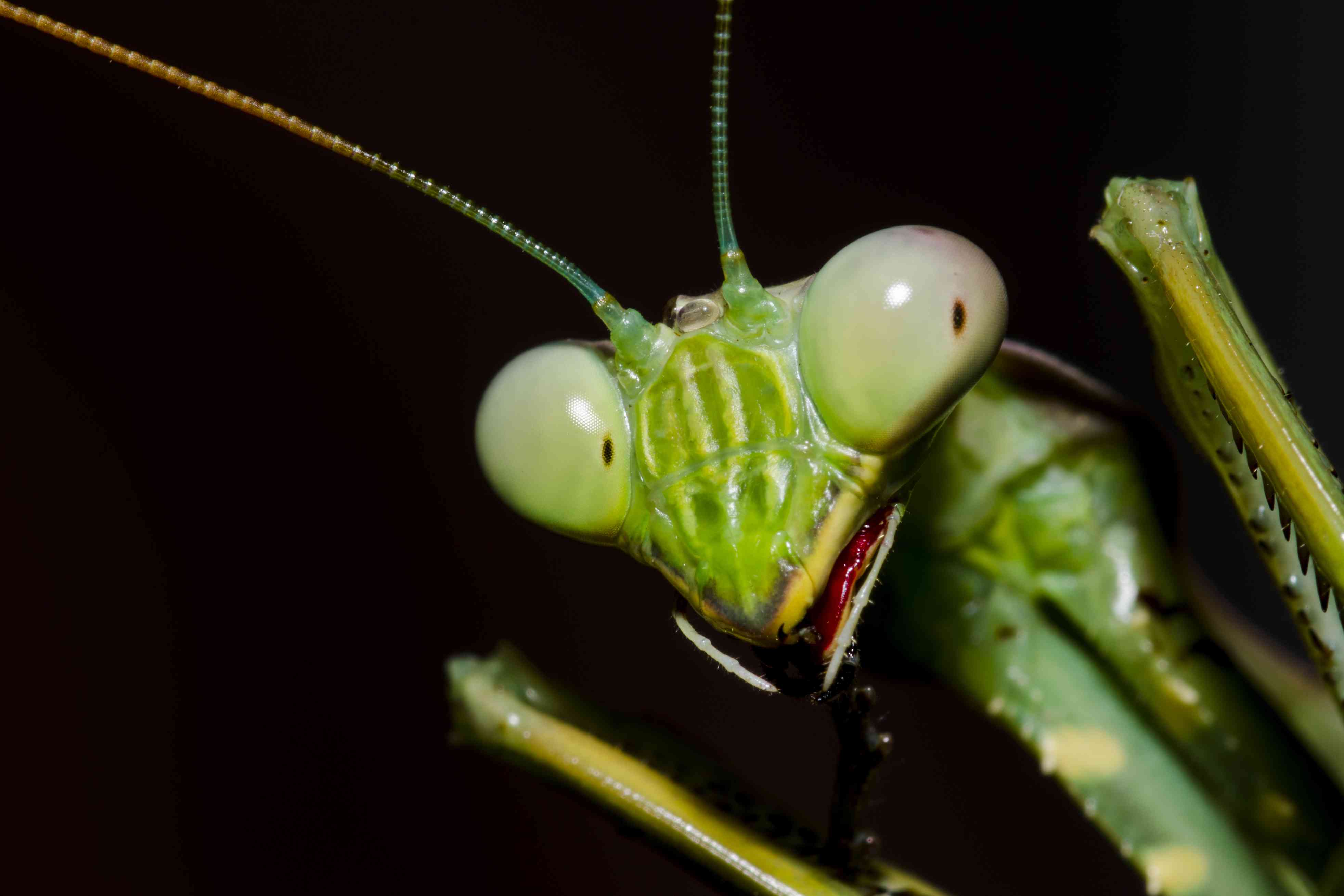 mantis-face-closeup-01-f3384cbd993d475294a2a29a2d335238.jpg