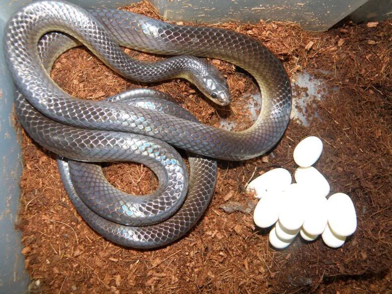 Slaty-grey Snake - Stegonotus cucullatus