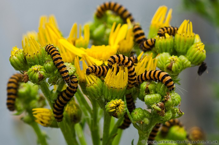 Cinnabar-Caterpillars-on-Ragwort-July-2013-1-2.jpg