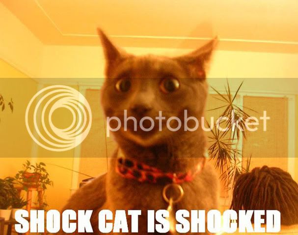 Cat-CatLookingShockedShockCatIsShoc.jpg