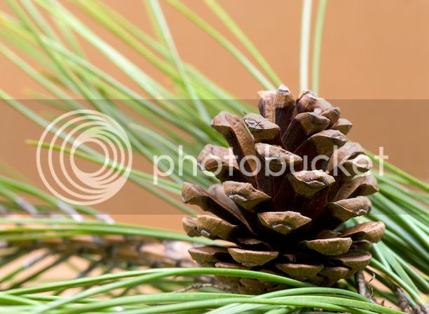 Pinusresinosa2web.jpg