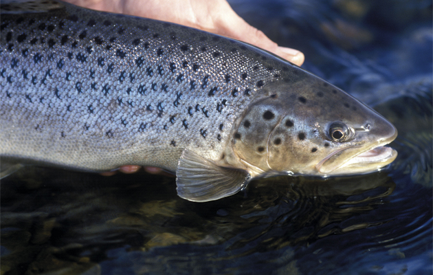 50 best sporting estates. Salmon fishing