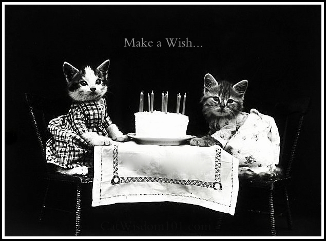 antique-cat-birthday-photo.bmp.jpg