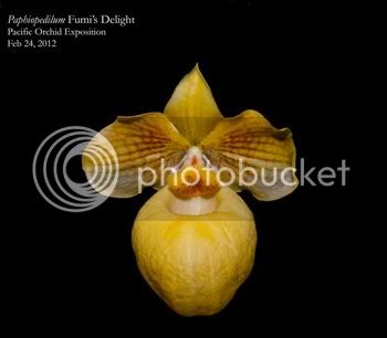 Paph_FumisDelight_small.jpg