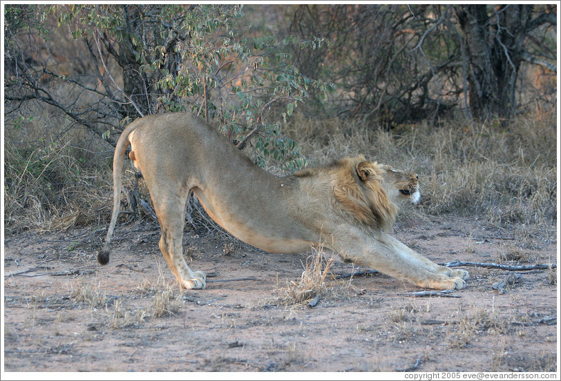 timbavati-lions-142-large.jpg