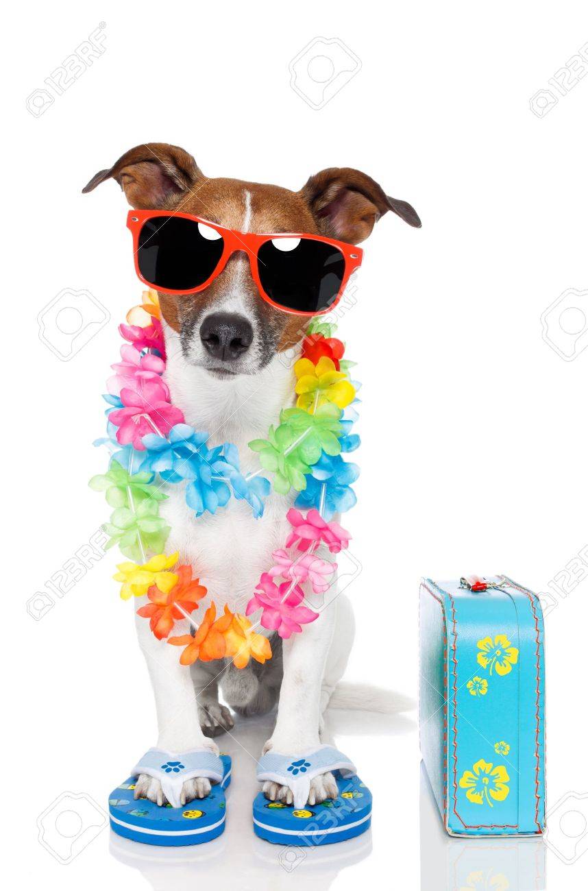 13406698-tourist-dog-with-hawaiian-lei-and-a-bag-Stock-Photo-dog-sunglasses-funny.jpg