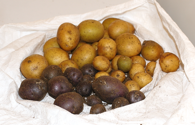 potatoharvest1212.JPG