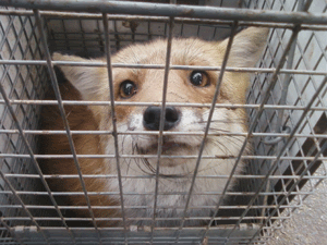 fox-in-cage.gif