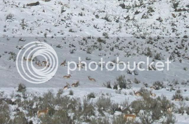 WessWyomingPronghorns.jpg