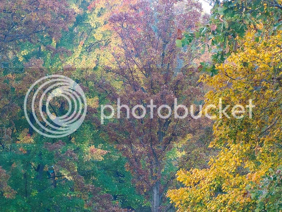 Fall-leaves-2.jpg