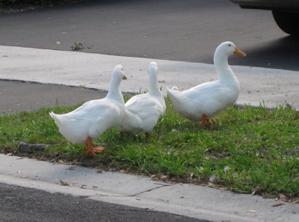 ducks-in-a-row.jpg