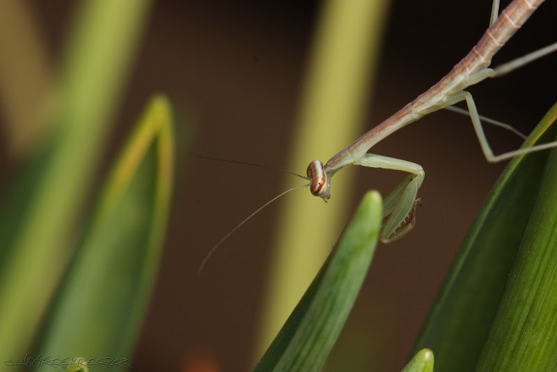 %238%20Tenodera%20Sinensis%20L3_3.jpg