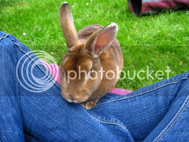 bunnies079.jpg