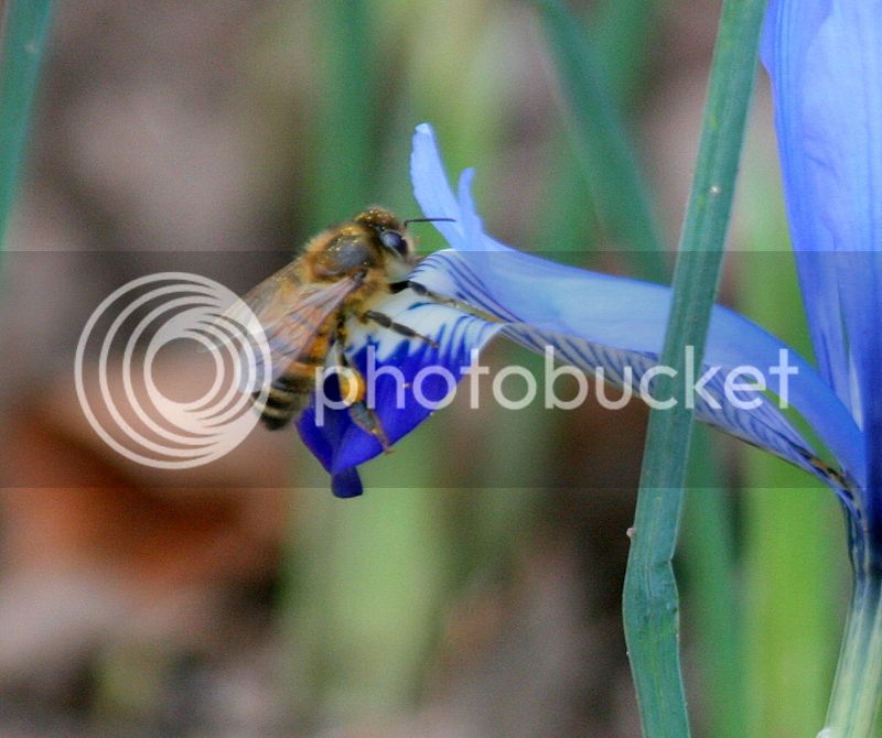 Bees%20on%20crocus%20134%20-%20Copy_zpsvgcnaejc.jpg