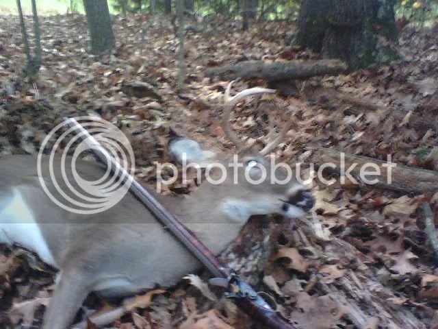 Deer027-Copy.jpg