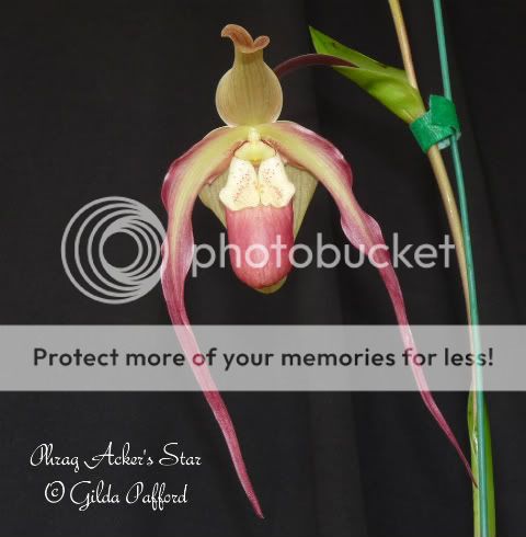 orchids_2012-03.jpg