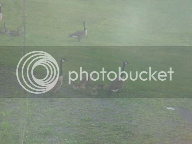 geese2012007.jpg