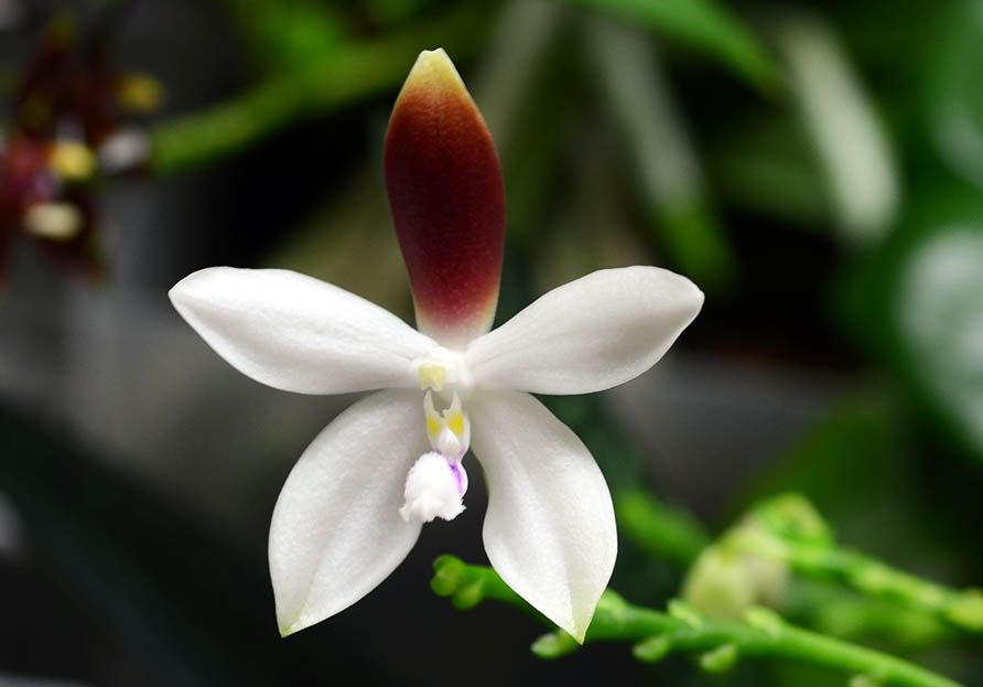 phal_speciosa.jpg