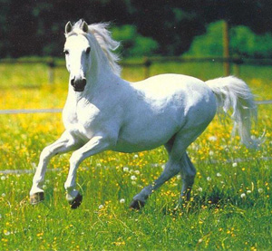 white-horse.jpg