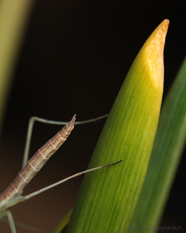 %238%20Tenodera%20Sinensis%20L3_4.jpg