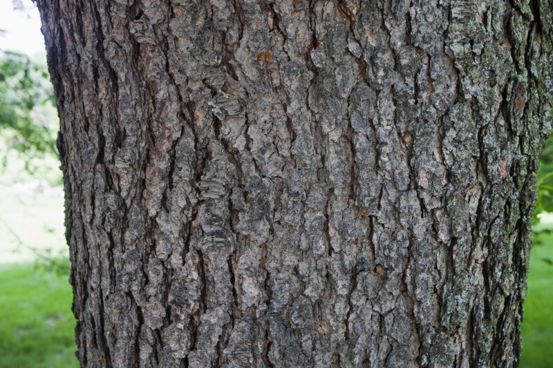 black-cherry-cartilaginea-tree-bark_medium.jpg