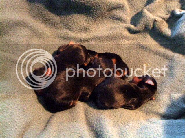 puppies005.jpg