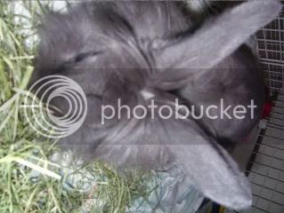 Bunnypictures-Leanne039.jpg