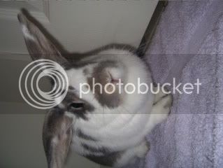 Bunnypictures-Leanne048.jpg