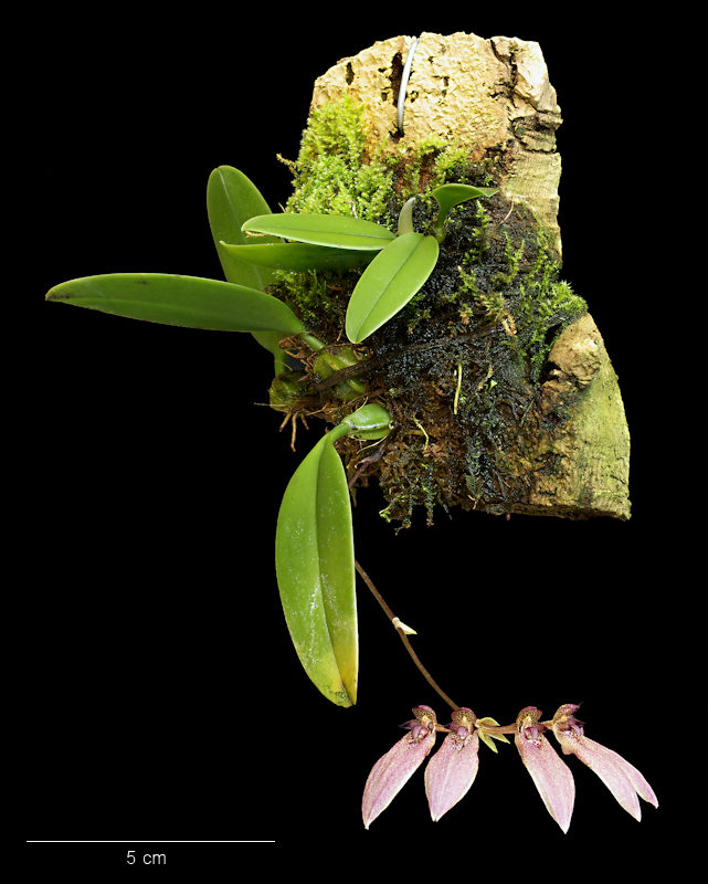 Bulbophyllum dentiferum 03.jpg