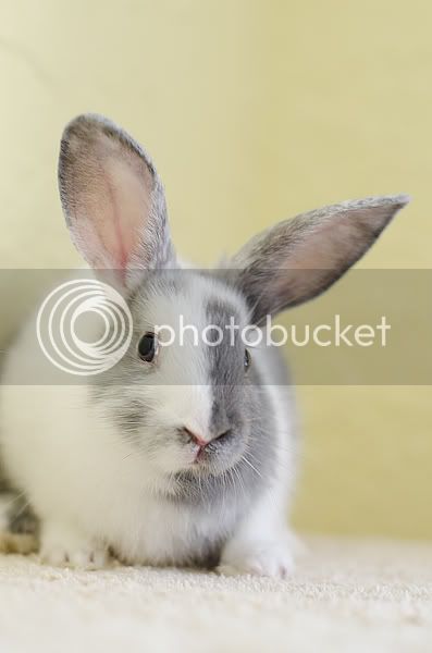 bunny10.jpg