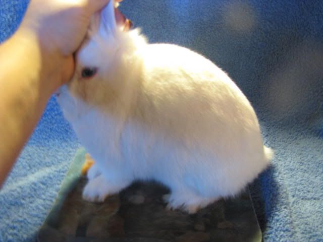 BEWNetherlandDwarf039.jpg