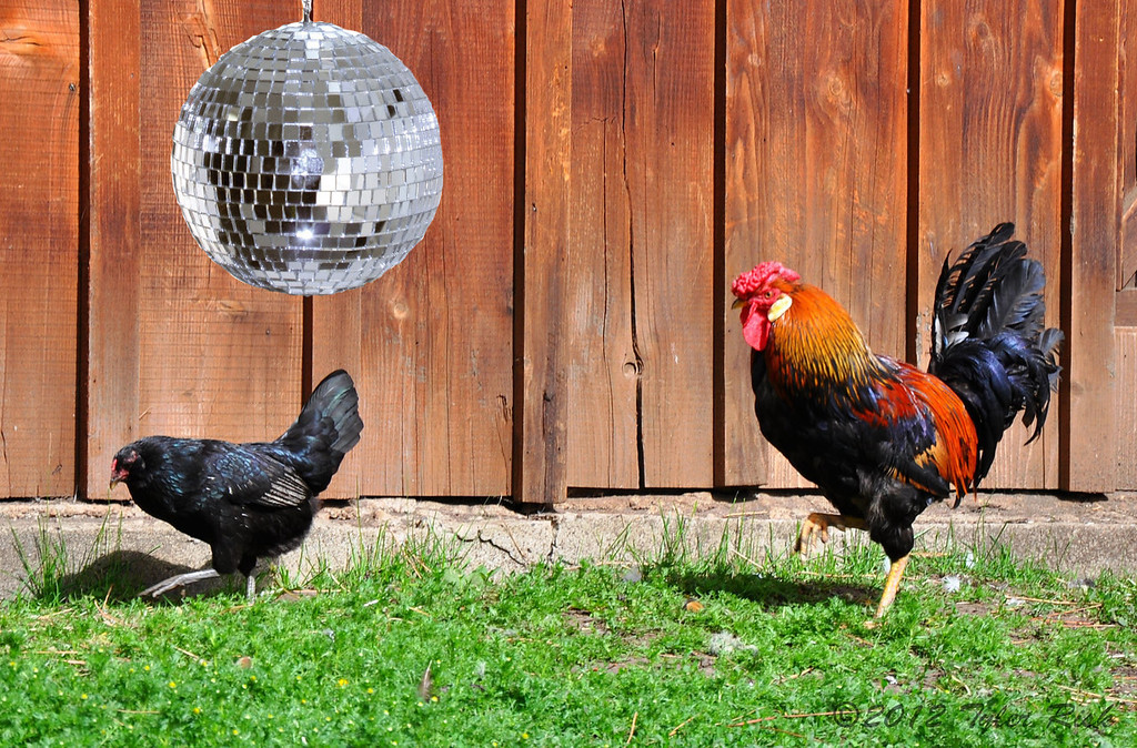 discoball-chick-XL.jpg