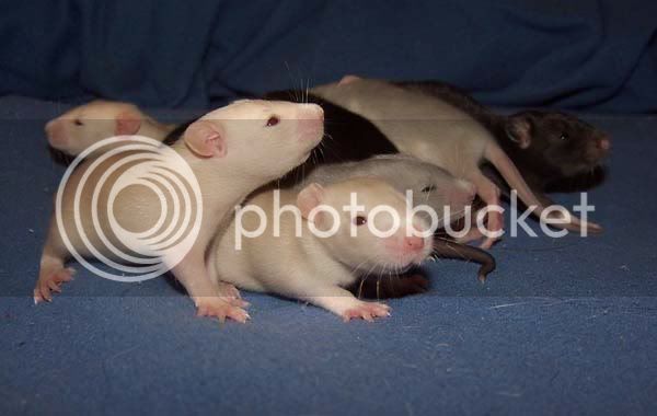 rats005-2.jpg