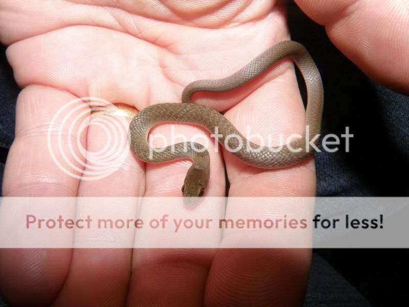 babykeelback.jpg