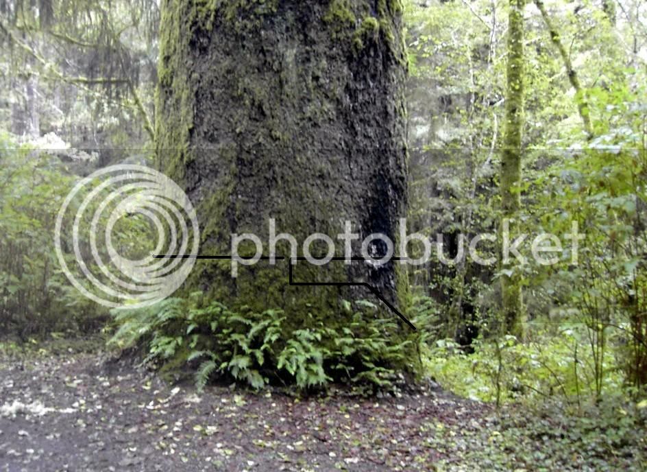 spruceblock.jpg