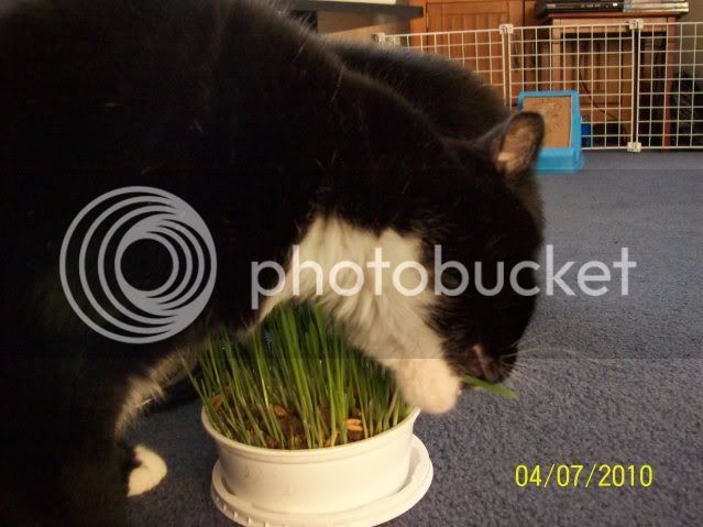 CatGrass006.jpg