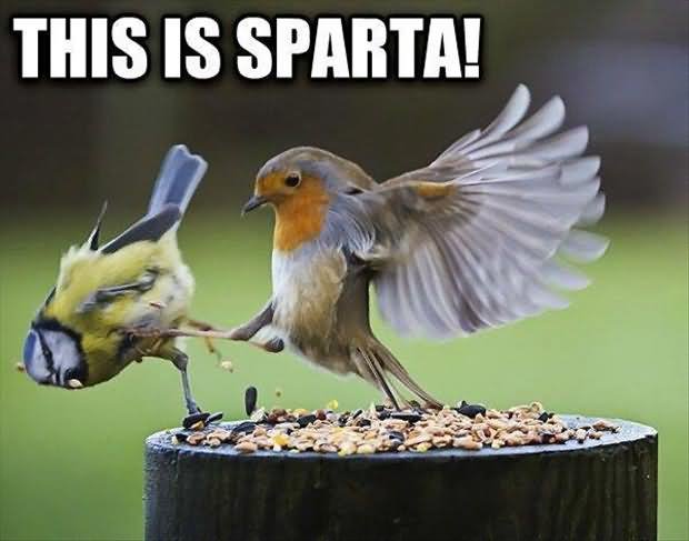 This-Is-Sparta-Funny-Bird-Meme-Image.jpg