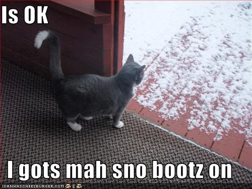 funny-pictures-your-cat-has-snow-bo.jpg