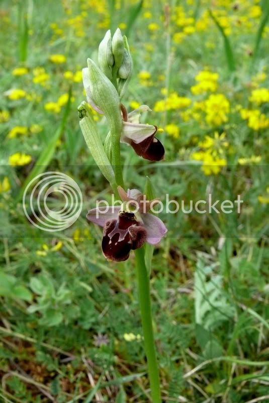 OphrysXbotteronii-apiferaxsphegodes.jpg