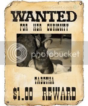 wantedposter-1.jpg