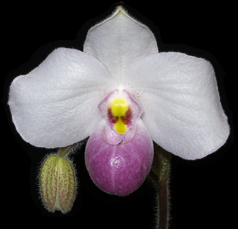 Paphiopedilum delenatii 02.jpg