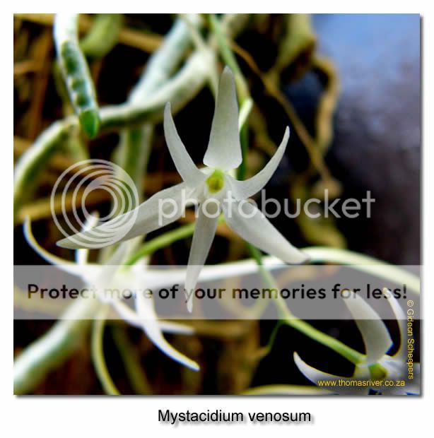Mystacidiumvenosum.jpg