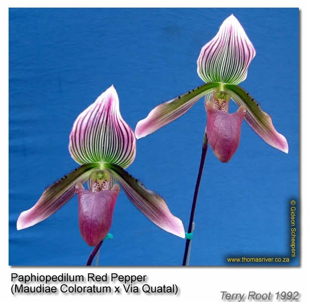 TRO_paph_red_pepper_1.jpg