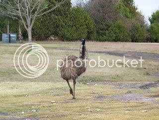 emu1.jpg